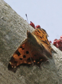 Eastern Comma